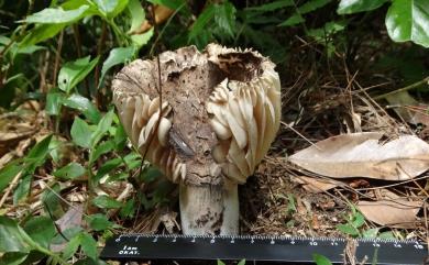 Russula 紅菇屬