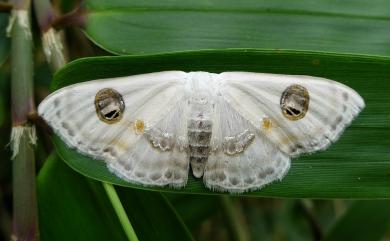 Problepsis albidior matsumurai Prout, 1938 雙目白姬尺蛾