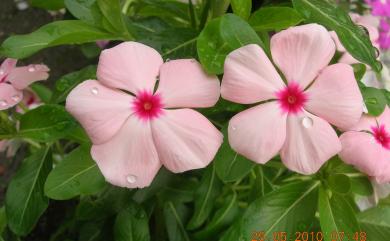Catharanthus roseus (L.) G. Don 日日春
