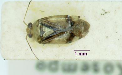 Apolygus kosempoensis (Poppius, 1915) 臺灣后麗盲蝽