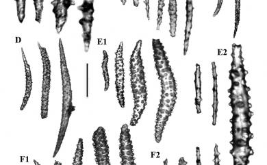 Siphonogorgia splendens Kükenthal, 1906 燦爛管柳珊瑚