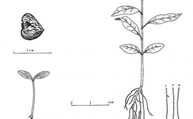 Michelia compressa var. lanyuensis 蘭嶼烏心石