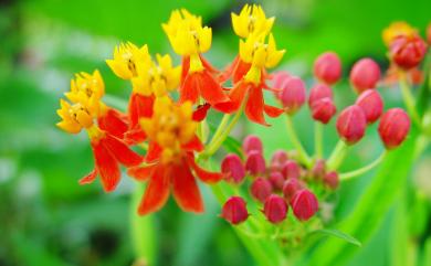 Asclepias curassavica L. 尖尾鳳