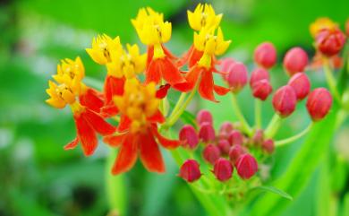 Asclepias curassavica 尖尾鳳