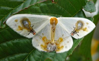 Macrocilix maia (Leech, 1888) 刺啞鈴帶鉤蛾