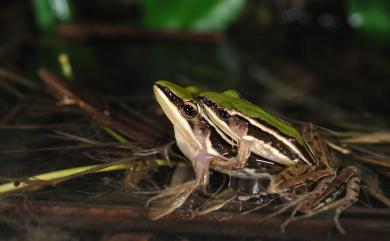 Hylarana taipehensis (Van Denburgh, 1909) 臺北赤蛙