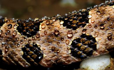 Protobothrops mucrosquamatus (Günther, 1864) 龜殼花