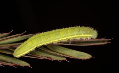 Eurema brigitta hainana 星黃蝶