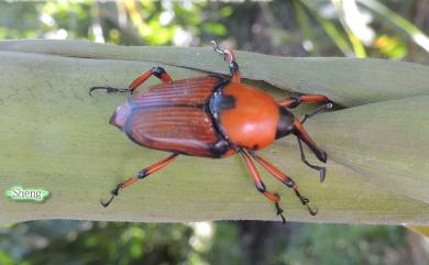 Cyrtotrachelus thompsoni Alono-Zarazaga & Lyal, 1999