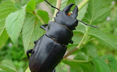 Odontolabis siva parryi Boileau, 1905 鬼艷鍬形蟲