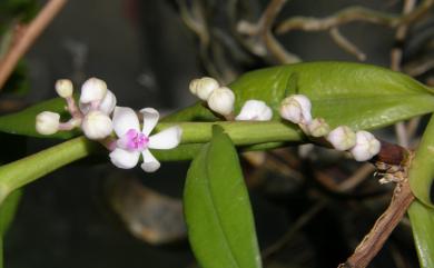 Trichoglottis rosea 短穗毛舌蘭