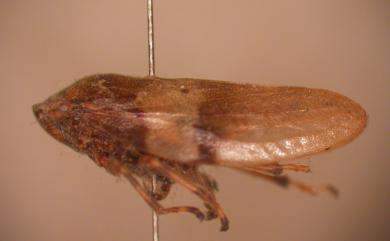 Aphrophora horizontalis Kato, 1933 雙黑帶尖胸沫蟬