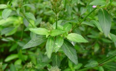 Justicia procumbens var. procumbens 爵床