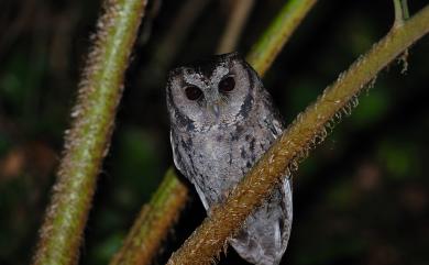 Otus lettia glabripes (Swinhoe, 1870) 領角鴞(台灣亞種)