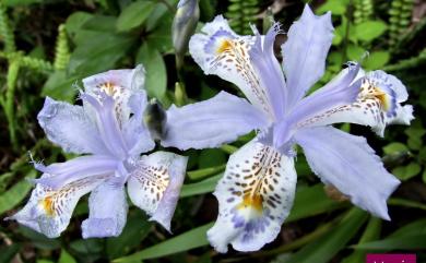 Iris formosana Ohwi 臺灣鳶尾
