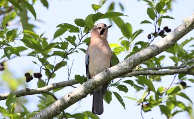 Garrulus glandarius taivanus (Gould, 1862) 松鴉