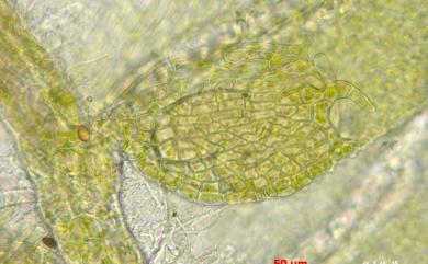 Cololejeunea floccosa 棉毛疣鱗蘚