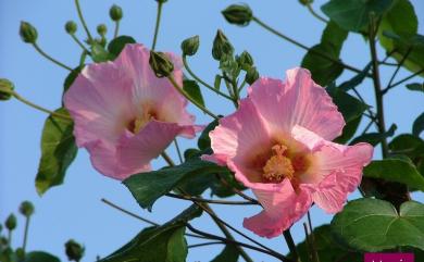 Hibiscus taiwanensis S.Y.Hu 山芙蓉