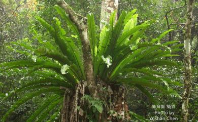 Asplenium antiquum 山蘇花