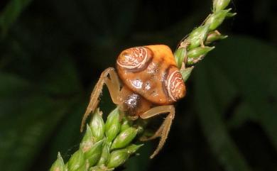 Cyrtarachne inaequalis Thorell, 1895 大鳥糞蛛