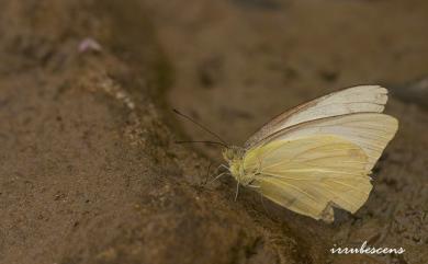 Appias paulina minato (Fruhstorfer, 1898) 黃尖粉蝶