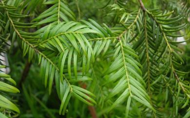 Cephalotaxus wilsoniana Hayata 臺灣粗榧
