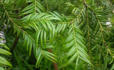 Cephalotaxus wilsoniana 臺灣粗榧