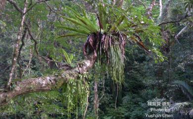 Haplopteris elongata (Sw.) E.H.Crane 垂葉書帶蕨