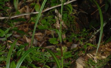 Carex alliiformis 林下薹