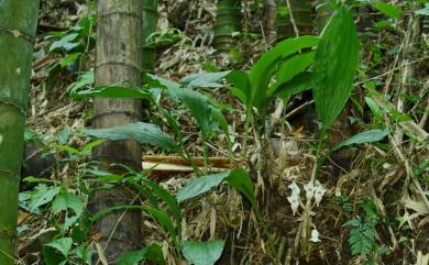 Acanthephippium striatum Lindl. 一葉罈花蘭