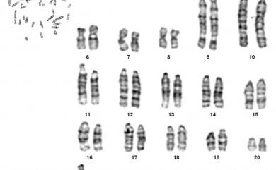 Rattus losea (Swinhoe, 1871) 小黃腹鼠