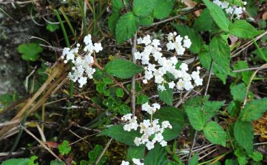 Viburnum erosum Thunb. 松田氏莢蒾