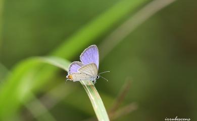 Everes lacturnus rileyi Godfrey, 1916 南方燕藍灰蝶