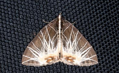 Evecliptopera illitata acreta (Prout, 1940) 煙火匯紋尺蛾
