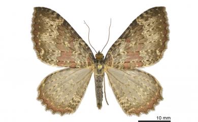 Triphosa rubrodotata (Walker, 1862) 紅帶光尺蛾