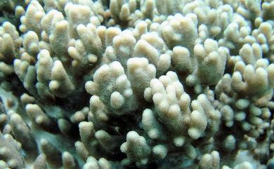 Sinularia crassa Tixier-Durivault, 1945 肥厚指形軟珊瑚