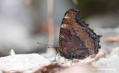 Nymphalis xanthomelas formosana (Matsumura, 1925) 緋蛺蝶