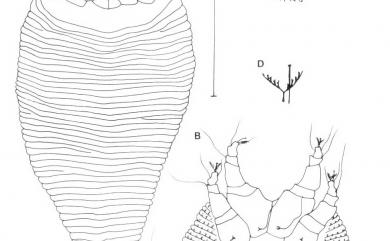 Diptilomiopus perfectus Huang, 2001 完整羽爪節蜱