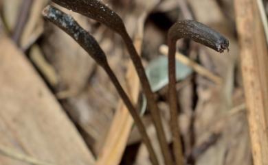 Gastrodia pubilabiata 冬赤箭