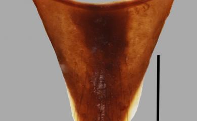 Sphaerobulbus miwai (Bernhauer, 1943) 三輪球莖隱翅蟲
