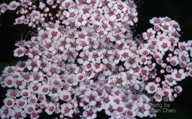 Spiraea formosana Hayata 臺灣繡線菊