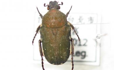 Glycyphana gracilis Sawada, 1942 細微黑花金龜