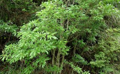 Photinia niitakayamensis Hayata 玉山假沙梨