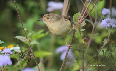 Prinia inornata flavirostris (Swinhoe, 1863) 褐頭鷦鶯(台灣亞種)