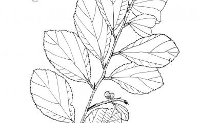 Grewia rhombifolia Kaneh. & Sasaki 菱葉捕魚木