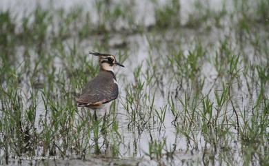 Vanellus vanellus (Linnaeus, 1758) 小辮鴴