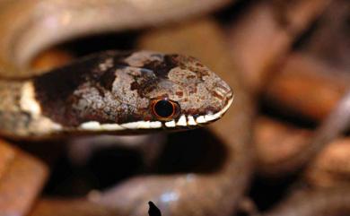 Sibynophis chinensis (Günther, 1889) 黑頭蛇
