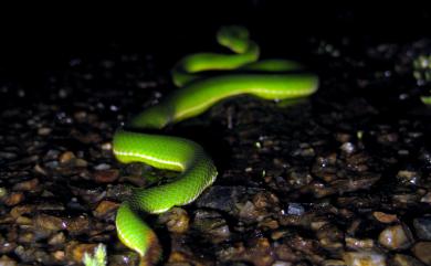 Trimeresurus stejnegeri Schmidt, 1925 赤尾青竹絲