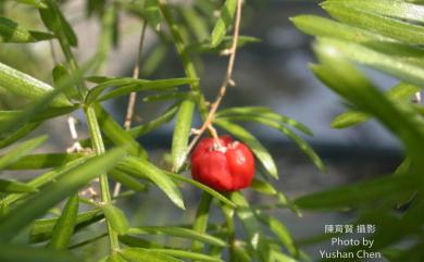 Asparagus cochinchinensis 天門冬