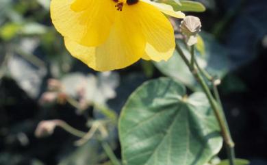 Hibiscus tiliaceus 黃槿